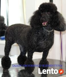 Strzyżenie psów Warszawa Marysin Wawerski