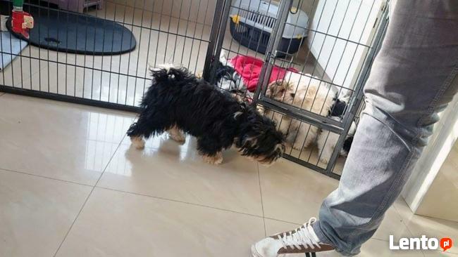 POLSKA-SZWECJA Transport,PRZEPROWADZKI,Paczki 4xmiesiąc