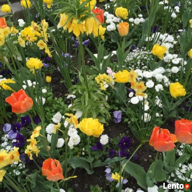 HOLANDIA 22-26.04.2026 Wiatraki Sery Rowery 5 dni atrakcji