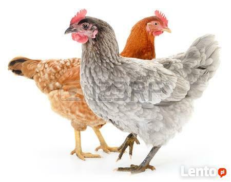 kury kurczęta