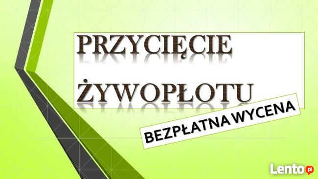 Wycięcie drzewa cena, tel. 504-746-203. ścięcie, wycinka