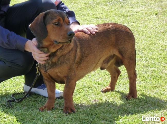 Poszukiwany Pies! Zaginął w Karpnikach