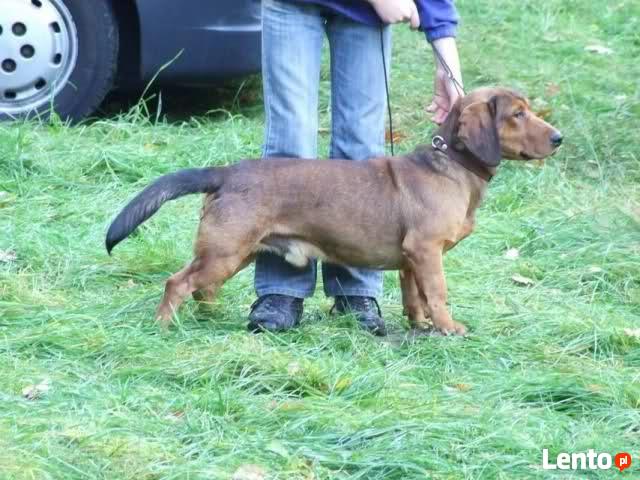 Poszukiwany Pies! Zaginął w Karpnikach