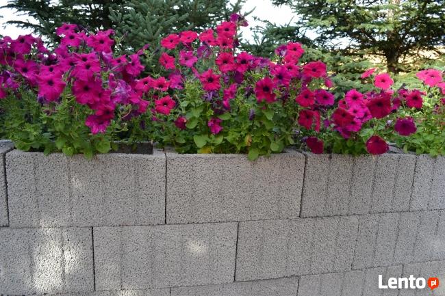 Producent gazonów ogrodowych . Gazony 50/30.