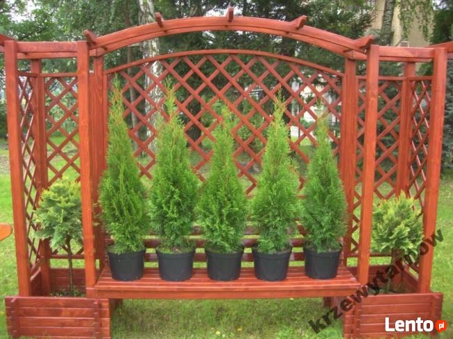 Tuja szmaragd na żywopłot, piękna 140 m-150 cm.Transport.