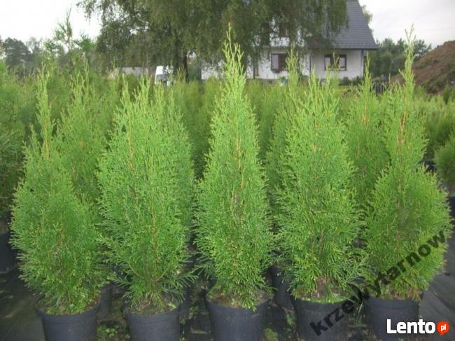 Tuja szmaragd na żywopłot, piękna 140 m-150 cm.Transport.