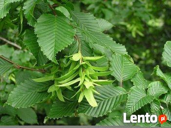 Grab pospolity, thuja tuja brabant, świerk srebrny, jodla ka