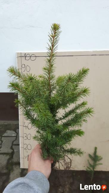Świerk serbski sadzonki, jodła kaukaska sadzonki, THUJA tuja