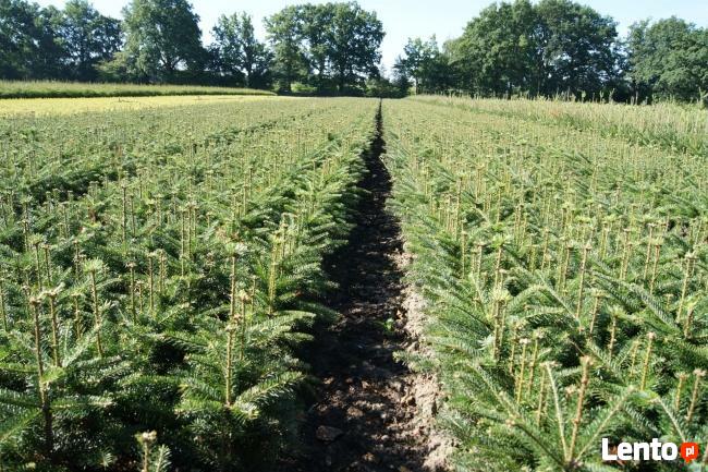 Jodła kaukaska 3,4,5 lat NA PLANTACJE, świerk srebrny sadzon