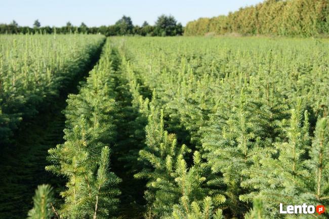 Świerk serbski sadzonki, jodła kaukaska sadzonki, THUJA tuja