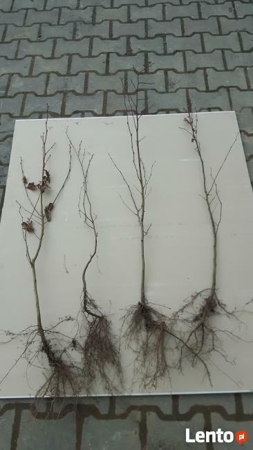 Grab pospolity, thuja tuja brabant, świerk srebrny, jodla ka