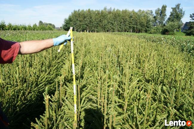 PRODUCENT świerk pospolity NA PLANTACJE, świerk srebrny, jodł