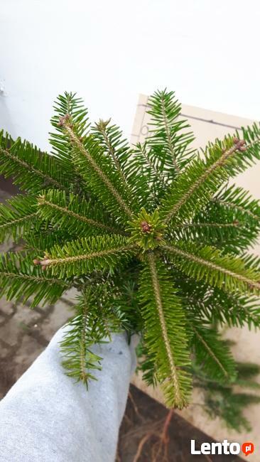 Jodła kaukaska NA PLANTACJE DARMOWA DOSTAWA, świerk srebrny,