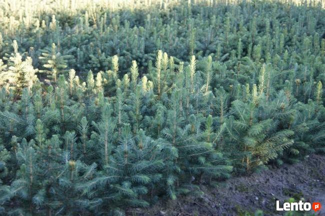 Świerk srebrny 25cm, pospolity, jodła kaukaska, tuja brabant