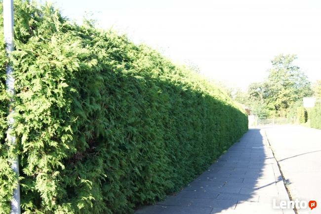 Thuja tuja brabant, świerk srebrny, jodła kaukaska