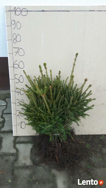 PRODUCENT świerk pospolity NA PLANTACJE, świerk srebrny, jodł