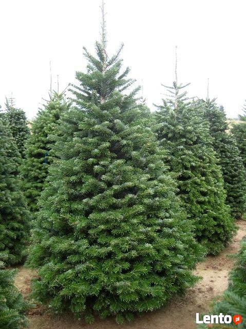 Jodła kaukaska 3,4,5 lat NA PLANTACJE, świerk srebrny sadzon