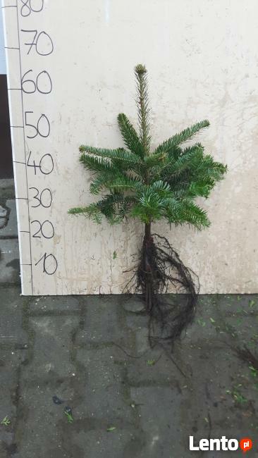 Jodła kaukaska NA PLANTACJE DARMOWA DOSTAWA, świerk srebrny,