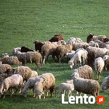 Ukraina. Farma mleczna, przetwornia warzyw i owocow. Tanio