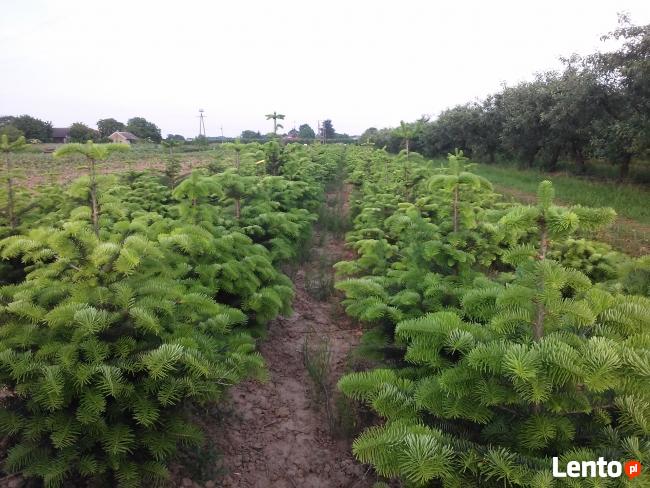 Jodły, świerk, świerki Choinki Świąteczne sprzedam!!!