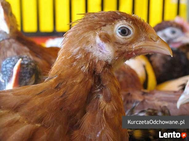 Kurczęta odchowane kury kokoszki Świętokrzyskie Starachowice