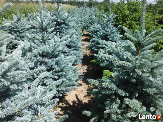 Jodły, świerk, świerki Choinki Świąteczne sprzedam!!!