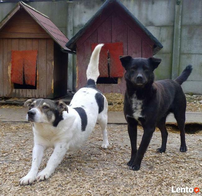 Nieśmiały Pascal czeka na cichy i spokojny dom.