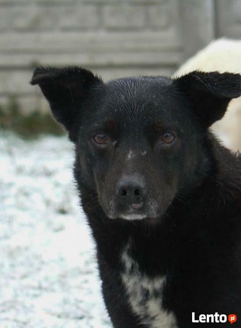 Nieśmiały Pascal czeka na cichy i spokojny dom.