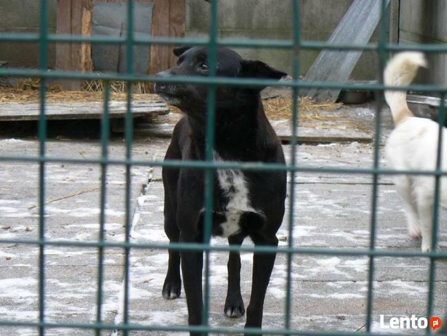 Nieśmiały Pascal czeka na cichy i spokojny dom.
