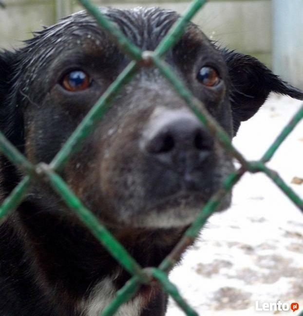 Nieśmiały Pascal czeka na cichy i spokojny dom.