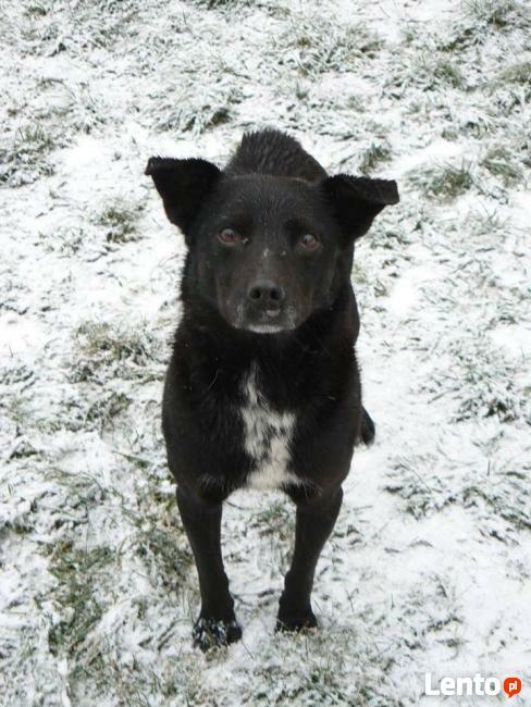 Nieśmiały Pascal czeka na cichy i spokojny dom.