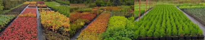 Ogrody Białystok zakładanie pielęgnacja projekt ogrodu