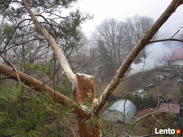 Wycinka i pielęgnacja drzew- sprzątanie ogrodów w Lublinie
