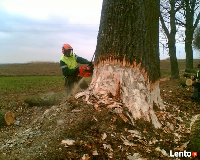 wycinka drzew Katowice SOSNOWIEC Dąbrowa Górnicza Będzin