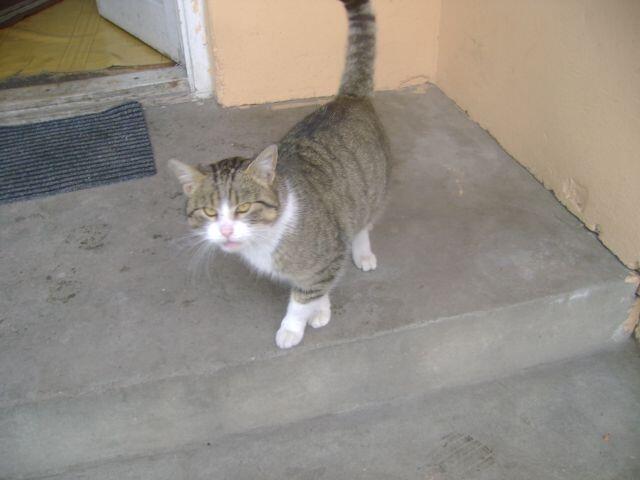 Maciej, młody kotek szuka kochającego domu