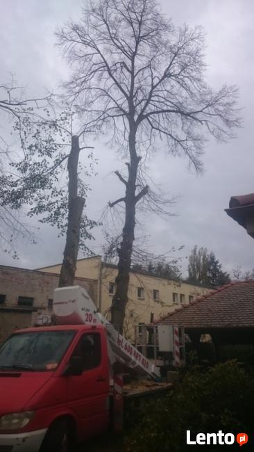 Wycinka drzew Tulce, Kórnik, Robakowo , Dachowa, Gądki , Lub