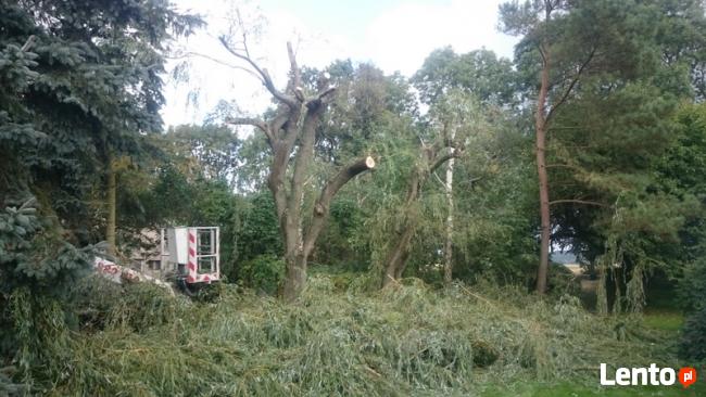 Wycinka drzew Tulce, Kórnik, Robakowo , Dachowa, Gądki , Lub