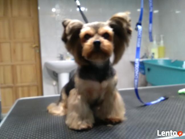 Strzyżenie psów, psi fryzjer, obcinanie pazurków