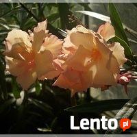 Oleander brzoskwiniowy