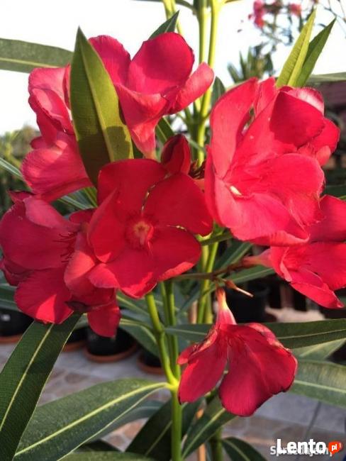 Oleander brzoskwiniowy