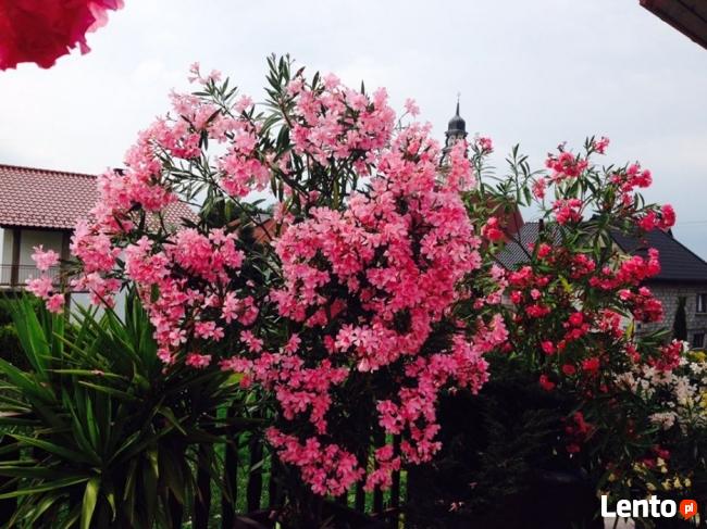 Oleander brzoskwiniowy