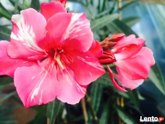 Oleander brzoskwiniowy