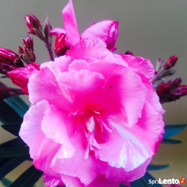 Oleander brzoskwiniowy