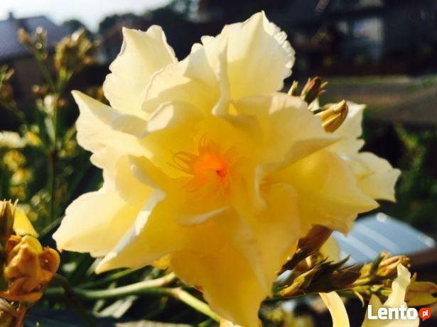 Oleander brzoskwiniowy