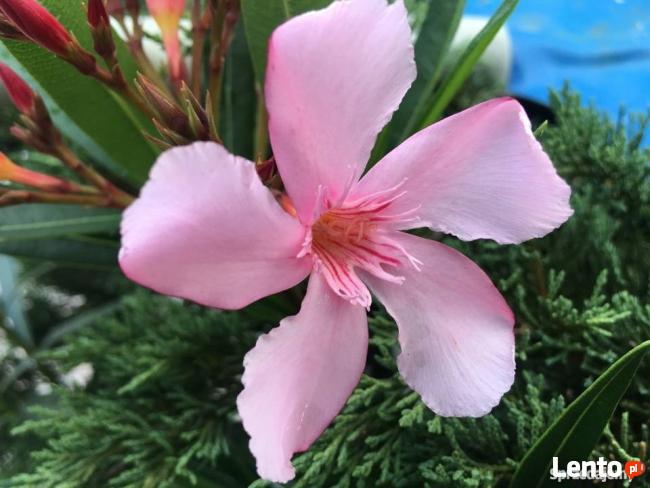 Oleander brzoskwiniowy