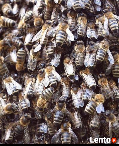 Pszczoły(roje)usunę