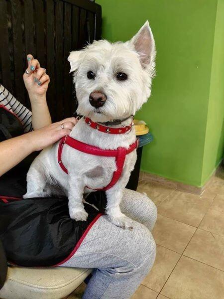 Psi fryzjer Dąbrowa Górnicza Merdający Ogonek strzyżenie