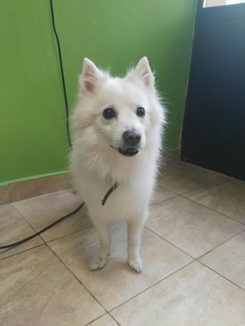 Psi fryzjer Dąbrowa Górnicza Merdający Ogonek strzyżenie