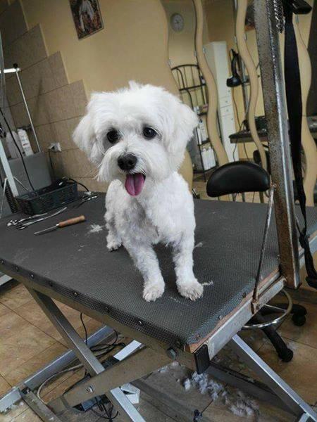 Psi fryzjer Dąbrowa Górnicza Merdający Ogonek strzyżenie