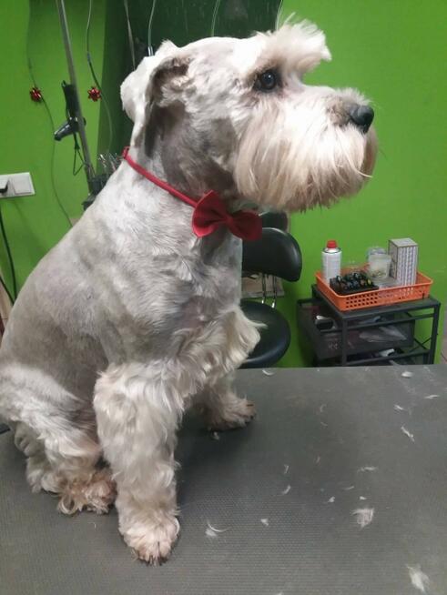 Psi fryzjer Dąbrowa Górnicza Merdający Ogonek strzyżenie